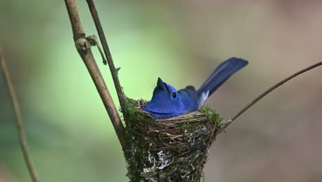 Papamoscas-Azul-De-Nuca-Negra,-Hypothymis-Azurea,-Tailandia