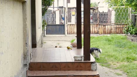 Haustierhunde-Mit-Gummispielzeug-Spielen-Auf-Der-Terrasse-Und-Im-Garten-Eines-Hauses