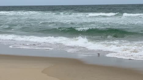 Sanderling-Vögel-Jagen-Entlang-Des-Strandes-In-Nag&#39;s-Head-An-Den-äußeren-Ufern-In-North-Carolina