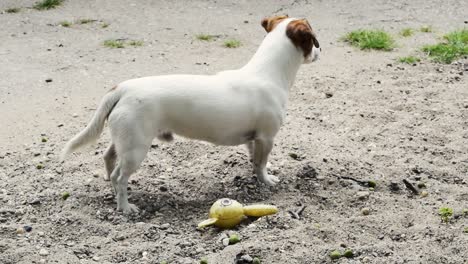 Male-Jack-Russell-Terrier-Dog-Waiting,-Barking-And-Catching-A-Treat-From-Its-Owner-Then-Run-Away