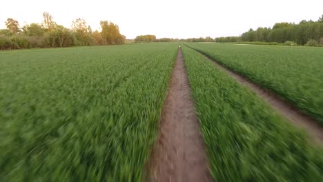 Campos-Agrícolas-Verdes-En-Un-Día-Nublado-De-Primavera