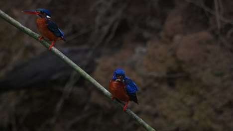 Blue-eared-Kingfisher,-Alcedo-meninting,-Thailand