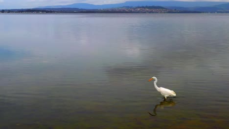 Great-Egret-Catching-Fish-In-Lake-Illawarra,-NSW,-Australia---wide-shot