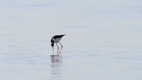 A-Black-necked-Stilt-walking-over-a-shallow-salt-pond