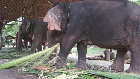 Thai-Asian-Elephants-in-a-Camp-Eating-Vegetation-Plants-and-Leaves-While-Chained-Up-in-Captivity-on-Koh-Chang-Island-for-Tourism