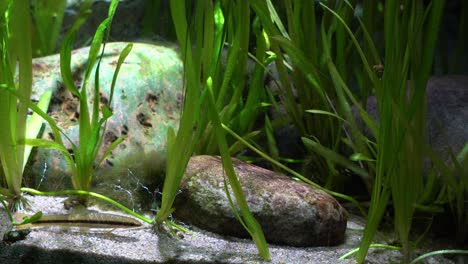 Freshwater-fish---Slender-shinner-in-Danuri-Aquarium-Danyang-city,-South-Korea