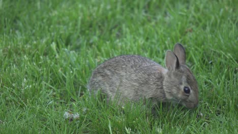 Closeup-Shot-Of-A-Wild-Bunny-Rabbit-Eating-Grass-In-A-Outdoor-Nature-Habitat