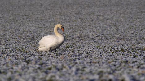 Mute-swan-stands-on-frozen-field-and-rubs-its-beak-against-feathers