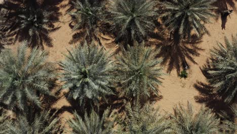 View-Of-A-Date-Palm-Trees-Plantation-During-Summer