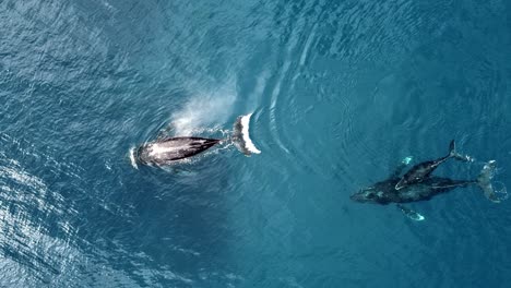Aerial-View-Of-Humpback-Whale-Blowing-Water---Humpback-Whale-Calf-And-Mother