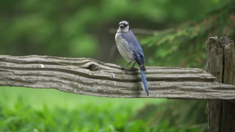 Isolated-Closeup-Portrait-Of-A-Wild-Canada-Blue-Jay,-Majestic-Bird-Of-Canada-And-North-America