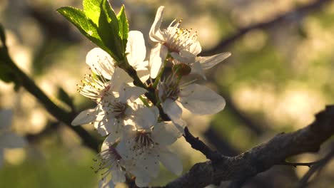 Frühlingsübergang-Von-Der-Blüte-Zur-Blattbildung-Bei-Warmem-Sonnenschein