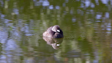 A-Pied-billed-Grebe-swims-on-the-pond-during-a-peaceful-moment---slow-motion