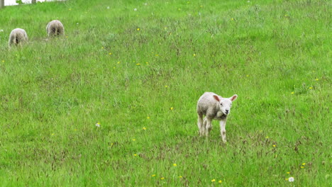 Young-Lamb-walking-across-a-field-in-spring-of-2021-in-england
