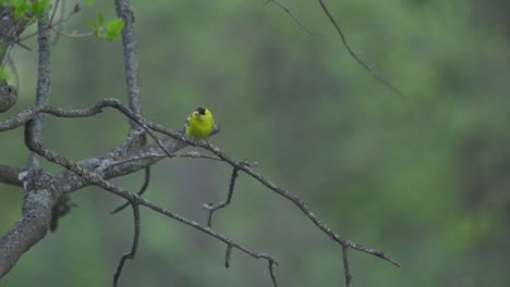 Nahaufnahme-Eines-Wunderschönen-Amerikanischen-Goldfinkenvogels,-Der-Auf-Einem-Kleinen-Ast-Thront