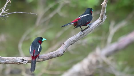 Pico-Ancho-Negro-Y-Rojo,-Cymbirhynchus-Macrorhynchos,-Kaeng-Krachan,-Tailandia