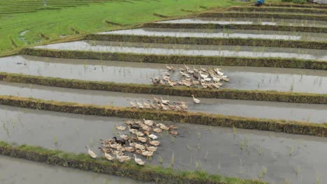 Bali-rice-terrace-with-ducks-waddling-through-water,-eating-bugs,-weeding