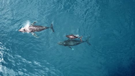 Kalb-Und-Erwachsener-Buckelwal-Blasen-Wasser-Im-Blauen-Ozean