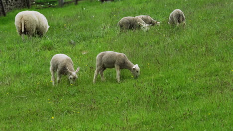 Many-lambs-grazing-in-an-english-field-in-the-spring-of-2021