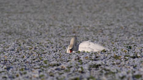Mute-swan-sitting-relaxed-on-field-and-feeding-on-overwintering-canola