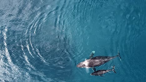 Luftaufnahme-Von-Buckelwalen,-Die-Im-Blauen-Ozean-Schwimmen---Buckelwale,-Die-Wasser-Blasen