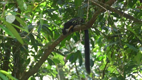Schwarzes-Riesenhörnchen,-Ratufa-Bicolor,-Kaeng-Krachan-Nationalpark,-Thailand