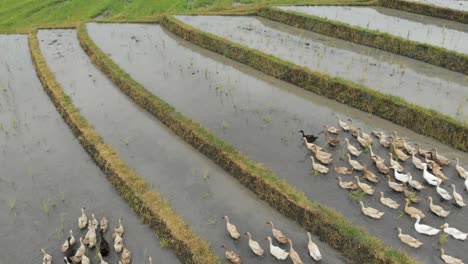 Rice-Duck-Farming-with-pride-of-birds-walking-in-paddy-field-in-Bali