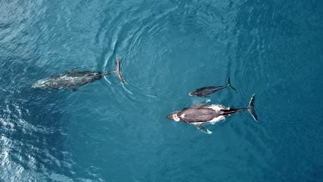 Drei-Buckelwale-Schwimmen-Und-Blasen-Im-Tropischen-Ozean