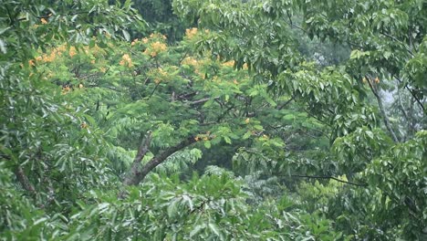 Monsoon-rainstorm-falling-on-leaves-of-trees-zoomed-in-shot-of-branches-in-Thailand