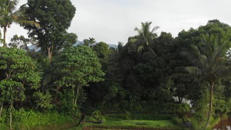 Arrozal-En-Lombok-Revelando-Volcán-Montaña-Rinjani,-Bosque-Tropical
