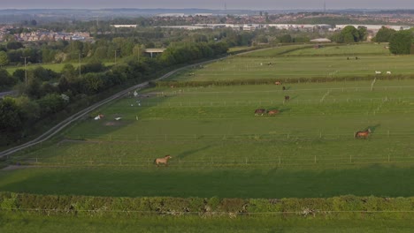 Aerial-shot-with-tilt-down-of-horses-grazing-in-a-green-field-in-the-countryside-of-the-UK