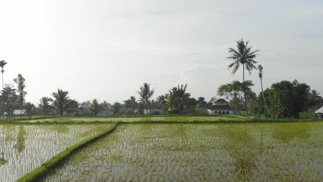 Plantas-De-Arroz-Que-Crecen-En-El-Campo-De-Agua-De-La-Terraza-En-Tierras-Rurales-De-Lombok