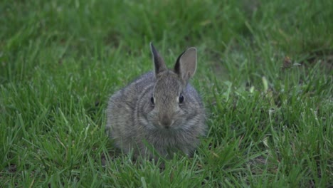 Closeup-Shot-Of-A-Baby-Eastern-Cottontail-Bunny-Rabbit-Grazing-Outdoors-On-Green-Grass