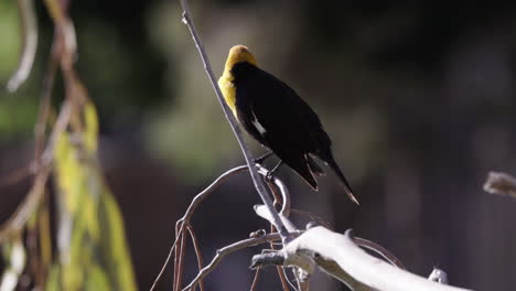 An-adult-male-Yellow-headed-Blackbird-perched-on-a-branch,-flies-away
