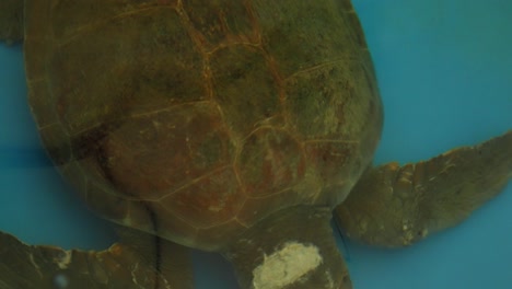 An-injured-turtle-swims-in-a-recovery-pond-at-an-animal-rescue-center