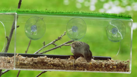 Two-Sparrows-feeding-from-a-clear-birdbox