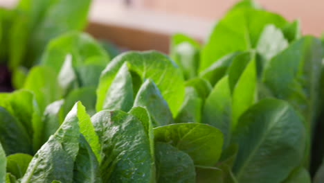 Romaine-lettuce-growing-in-the-family-garden-almost-ready-to-harvest---close-up