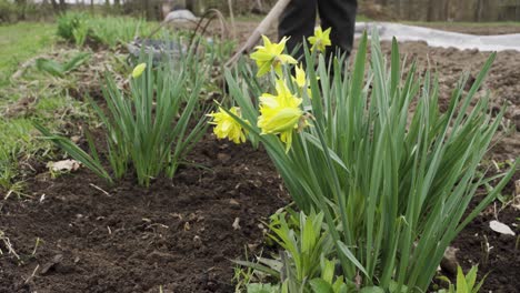 Farmer-ploughing-the-land-behind-daffodils-flowers