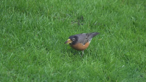 American-Robin-Bird-Eats-A-Worm-In-Green-Grass,-Songbird-Of-North-America-And-Canada