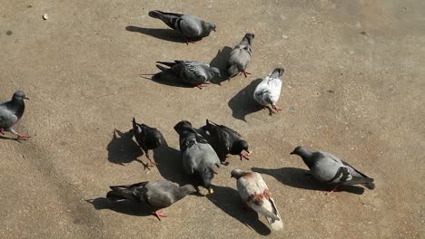 HD-Overhead-Shot-of-Pigeon-Birds-on-Ground-Eating-Seeds-and-Grains-in-Thailand