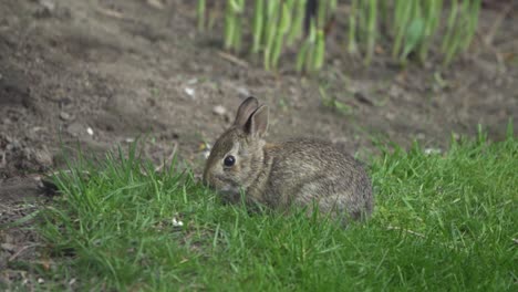 Cute-Wild-Bunny-Rabbit-Portrait,-Grazing-In-Grass-During-Spring-In-Slow-Motion