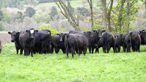 Eine-Herde-Schwarzer-Rinder,-Die-Im-Frühjahr-Auf-Einem-Feld-Stehen