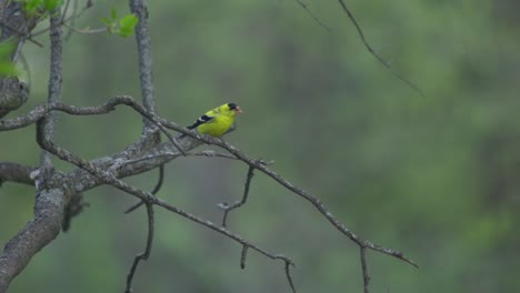Birds-In-Flight,-An-American-Gold-Finch-Flying-From-A-Tree-Branch-Perch