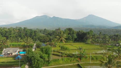 Traditional-rice-fields-in-Lombok-with-popular-volcano-Rinjani-in-background