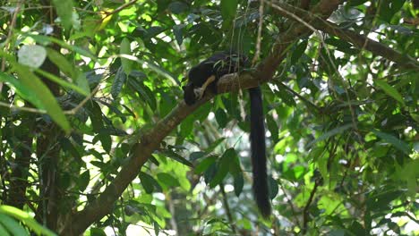 Schwarzes-Riesenhörnchen,-Ratufa-Bicolor,-Kaeng-Krachan-Nationalpark,-Thailand