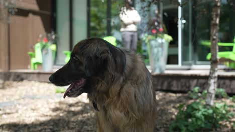 Ein-Leonberger-Hund,-Der-Sich-Im-Freien-Umschaut---Nahaufnahme