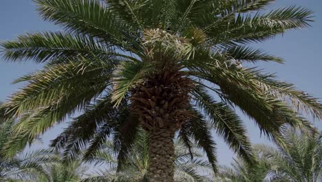 Date-Palm-Trees-Against-Blue-Sky-In-Summer