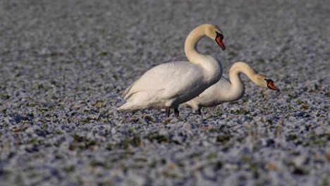 One-of-two-mute-swans-chased-away-by-the-third-one-appearing-suddenly