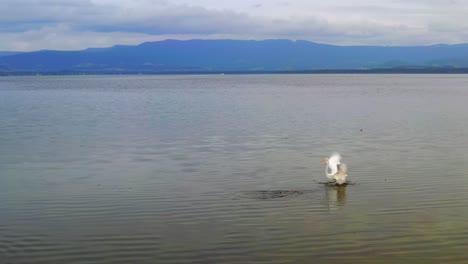 Cisne-Flotando-Alrededor-De-La-Laguna-Costera-Del-Lago-Illawarra-En-Nsw,-Australia