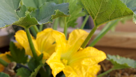 Zucchini-flowers-in-the-spring-garden-will-turn-to-tasty-squash-in-the-summer-sun
